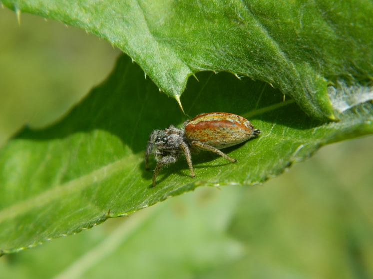 Marpissa pomatia - Viadana (MN)